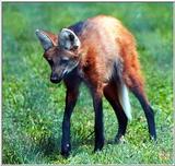 maned wolf