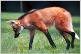 maned wolf 2