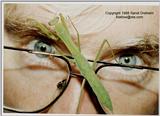 Mantid On Kerry - ktatlow@xta.com.JPG