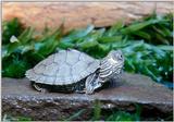 Juvenile Map turtle (Graptemys geographica) 1