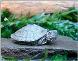 Juvenile Map turtle (Graptemys geographica) 3