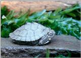 Juvenile Map turtle (Graptemys geographica) 4