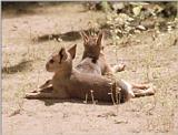 More zoo siesta pics - Wilhelma Zoo, young Mara