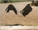 The cutest birdie of Frankfurt Zoo - Marabu refueling with some solar energy