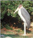 Marabou Stork #3