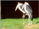 Marabou Stork  [1/6] - Marabou Stork400.jpg