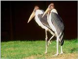 Marabou Stork  [3/6] - Marabou Stork402.jpg