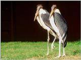 Marabou Stork  [4/6] - Marabou Stork403.jpg