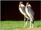 Marabou Stork  [5/6] - Marabou Stork404.jpg