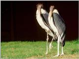 Marabou Stork  [6/6] - Marabou Stork405.jpg