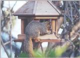 Fox Squirrel march1.jpg (1/1)