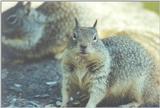 Calif Ground Squirrel march2.jpg (1/1)