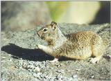 Calif Ground Squirrel march4.jpg (1/1)