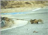 Calif Ground Squirrel march6.jpg (1/1)