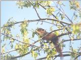 Fox Squirrel march8.jpg (1/1)