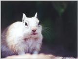 Calif Ground Squirrel march9.jpg (1/1)