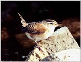 Marsh Wren