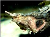 Mata Mata Turtle 2 - matamata (Chelus fimbriata)