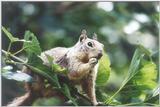 squirrel - may1.jpg