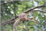 squirrel - may4.jpg