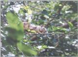 squirrel - may5.jpg