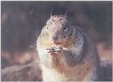 Squirrel may6.jpg (1/1) 86k