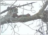 Squirrel may7.jpg (1/1) 111k