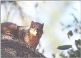 Squirrel may8.jpg (1/1) 94k