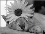 Cats - by David McEnery 1