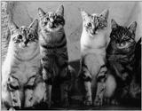 Cats - by David McEnery 2