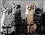 McEnery Cat - colorized (7)