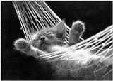 Cats - by David McEnery 3