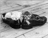 Cats - by David McEnery 4