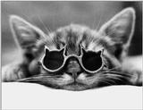 Cats - by David McEnery 5