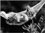 Cats - by David McEnery 6