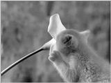 Cats - by David McEnery 7