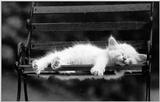 Cats - by David McEnery 8