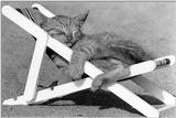 Cats - by David McEnery 9