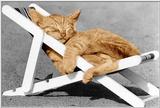 McEnery Cat - colorized (8)