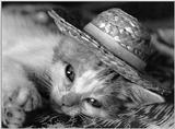 Cats - by David McEnery 10
