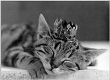 Cats - by David McEnery 11