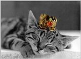 McEnery Cat - colorized (4)