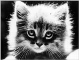 Cats - by David McEnery 12