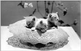 Cats - by David McEnery 13