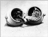 Cats - by David McEnery 14