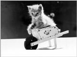 Cats - by David McEnery 15