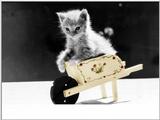McEnery Cats - colorized (6)