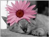 McEnery Cat - colorized