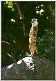 Meerkat