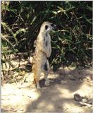 Re: Misc animals from the San Diego Zoo - Generic merecat